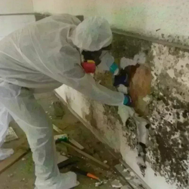 Mold Remediation and Removal in Port Saint Lucie, FL